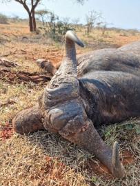 Heavy boss Free Range Cape Buffalo