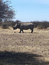 Darted Rhino Hunt Dining Room