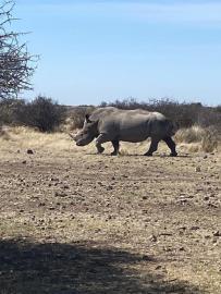Hunt for Rhinoceros in South Africa 7