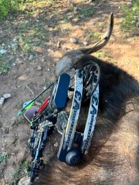 Archery Cape Buffalo Cow