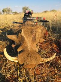 Discounted Plains Game Warthog trophy with a bow