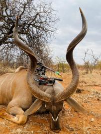 Trophy kudu taken with a bow