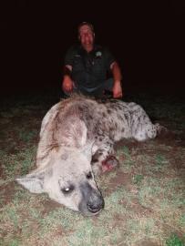 Trophy Spotted Hyena in South Africa
