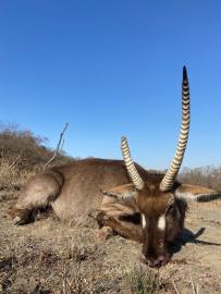 cull hunt animals in south africa