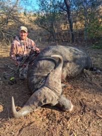 Huge Cape Buffalo Trophy Photos