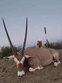 Large Golden Gemsbok