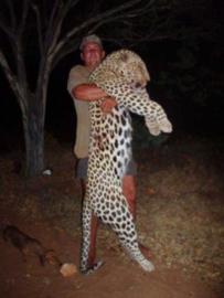 Hunt Leopard in Zimbabwe 1