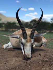 Nice Springbok Trophy