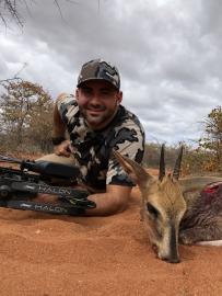 Klipspringer with a bow