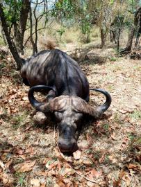 Discounted Selous Cape Buffalo Trophy