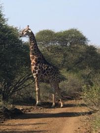 Big dark bull giraffe feeding