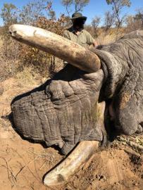 Super Thick Bushmanland Elephant Ivory