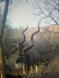 Giant Kudu at the Blind