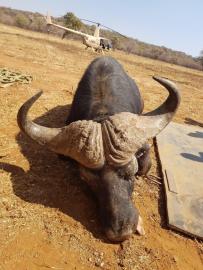Trophy Cape Buffalo bull