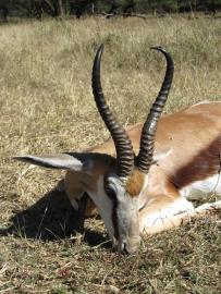 Namibia 6 / Day 5 Animal Safari Package 9