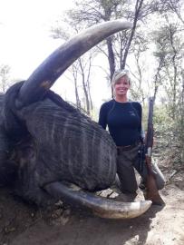 Heavy Tusked Namibia Elephant