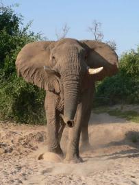 Northern NAMIBIA ELEPHANT HUNT 4