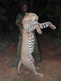 South Africa Trophy Leopard Hunting Safari 10