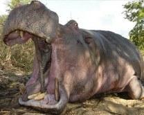 Discounted Crocodile and Hippo in South Africa 1