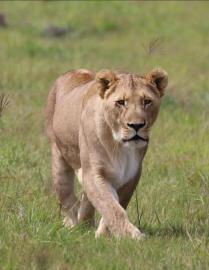 lioness prowling