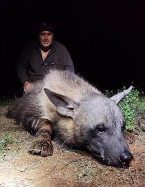 African Hyena Hunting