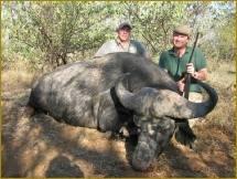 Cape Buffalo Hunt in South Africa 1