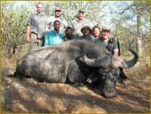 Cape Buffalo Hunt in South Africa 5