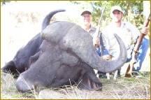 Cape Buffalo Hunt in South Africa 3