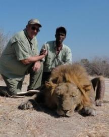 Trophy Lion from Tanzania
