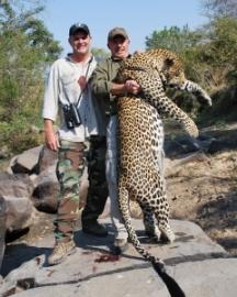Huge Tanzania Leopard Trophy