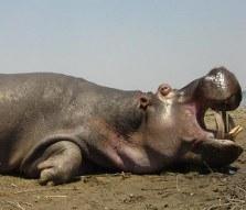 Discounted Crocodile and Hippo in South Africa 3