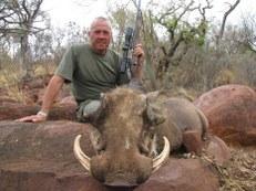 Big Limpopo warthog