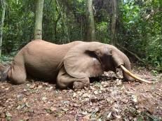 Dwarf Buffalo in Cameroon's Rain Forest