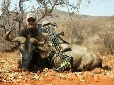 Blue wildebeest taken with a bow