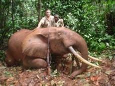 Forest Elephant Hunting Safari in Cameroon's Rain Forest 5