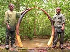 Forest Elephant Hunting Safari in Cameroon's Rain Forest 1