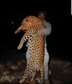 Big Selous Reserve leopard