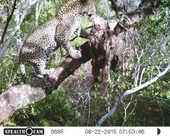 Leopard on Bait
