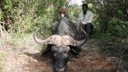 Massailand Cape Buffalo 2