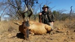 Trophy Red Hartebeest