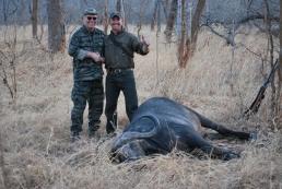 Rungwa Cape Buffalo Hunt 1