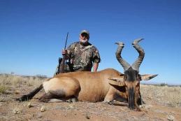 Trphy Red Hartebeest in Southern Namibia