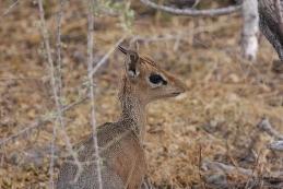 a nice Damara dik-dik