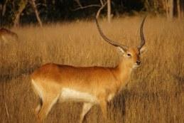 Huge Kafue Lechwe trophy