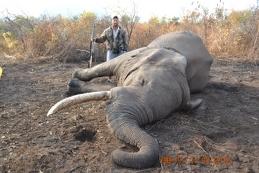 Hunt Elephant in Mozambique 5
