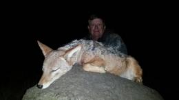 Trophy Black-Backed Jackal