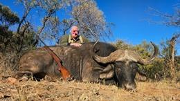TRophy Cape Buffalo