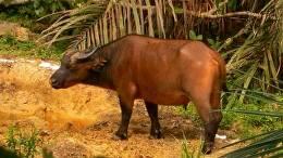 Dwarf Forest Buffalo Hunt in Cameroon 9