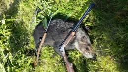 Bushpig Hunt with Dogs 2