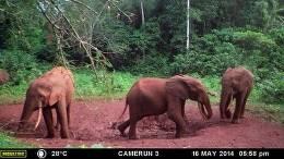 Forest Elephant Hunting Safari in Cameroon's Rain Forest 7